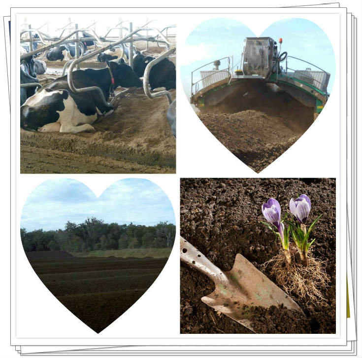 composting cow manure fertilizer