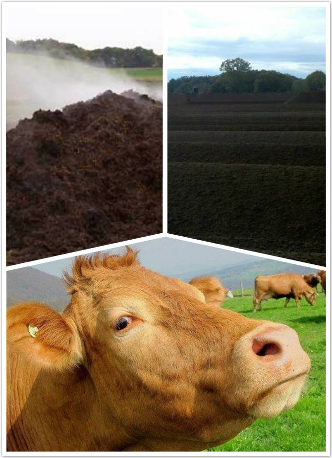 cow manure fertilizer
